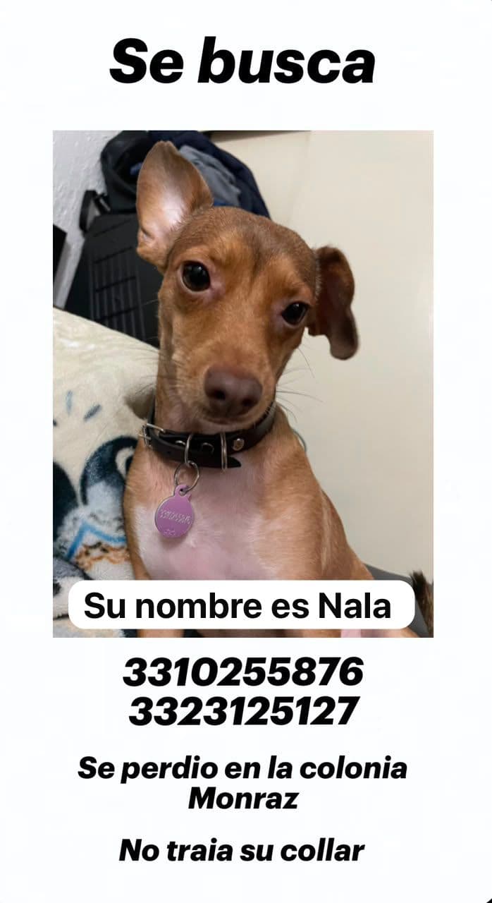 Nala, Perro extraviado en Guadalajara